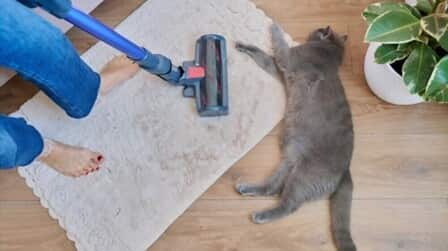 Best Small Carpet Cleaner For Pets of 2026: Top 6 Picks Best Small Carpet Cleaner For Pets of 2026: Top 6 Picks